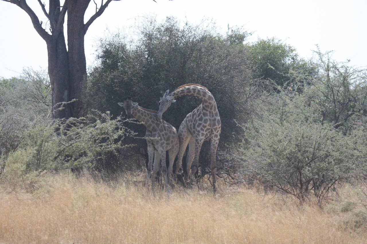 [24197] 2016_06_30_05_46_50_Africa_Canon_EOS_40D_IMG__11616.jpg