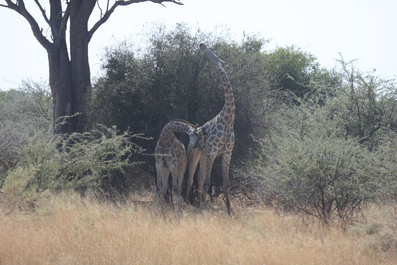 [24203] 2016_06_30_05_46_51_Africa_Canon_EOS_40D_IMG__04174.jpg