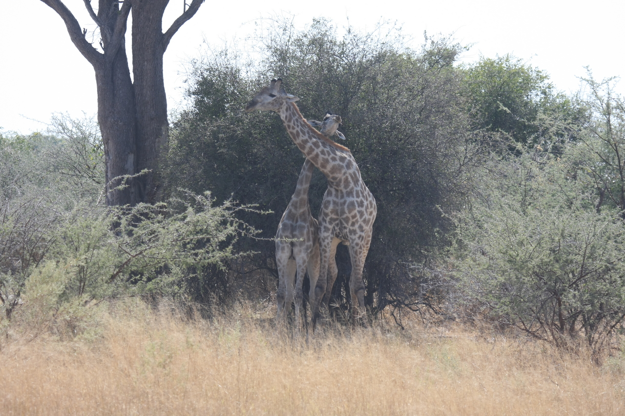 [24211] 2016_06_30_05_47_00_Africa_Canon_EOS_40D_IMG__04176.jpg