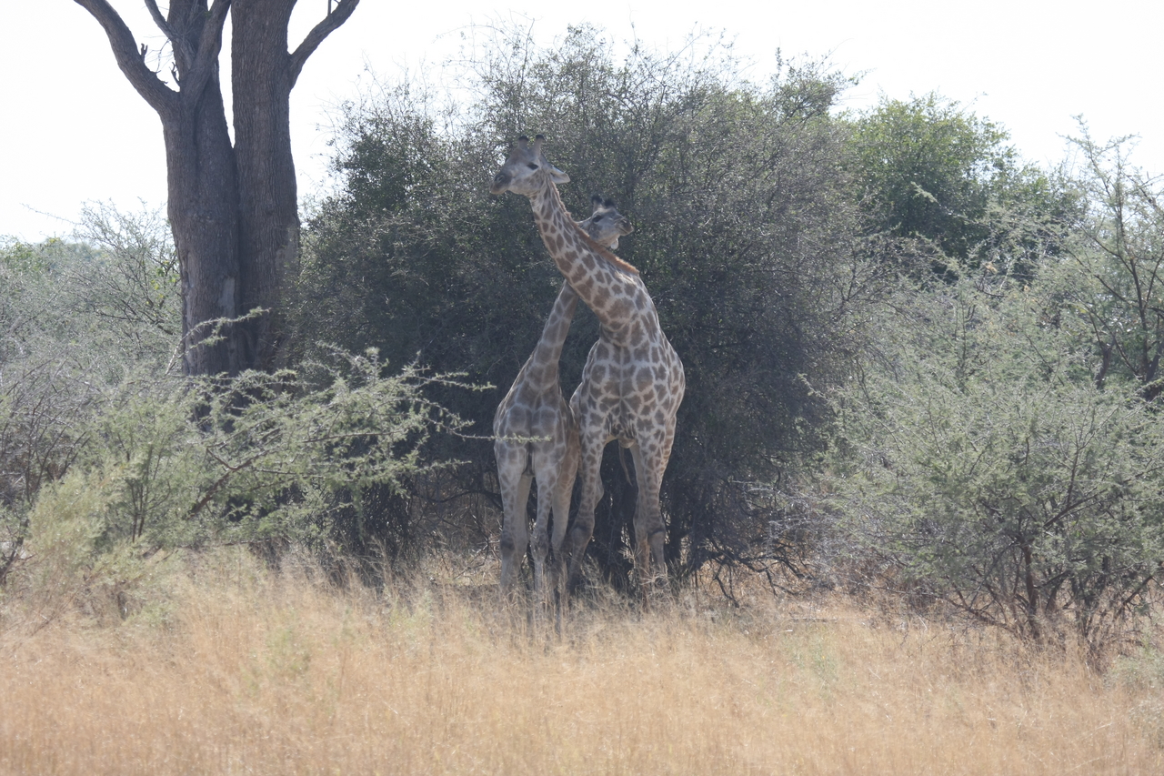 [24215] 2016_06_30_05_47_00_Africa_Canon_EOS_40D_IMG__11624.jpg