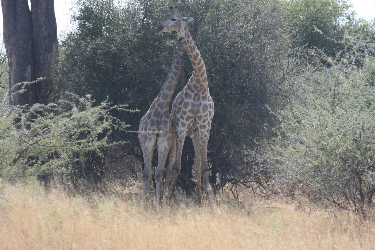 [24224] 2016_06_30_05_47_08_Africa_Canon_EOS_40D_IMG__04181.jpg