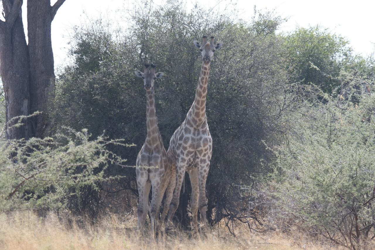 [24234] 2016_06_30_05_47_13_Africa_Canon_EOS_40D_IMG__00461.jpg