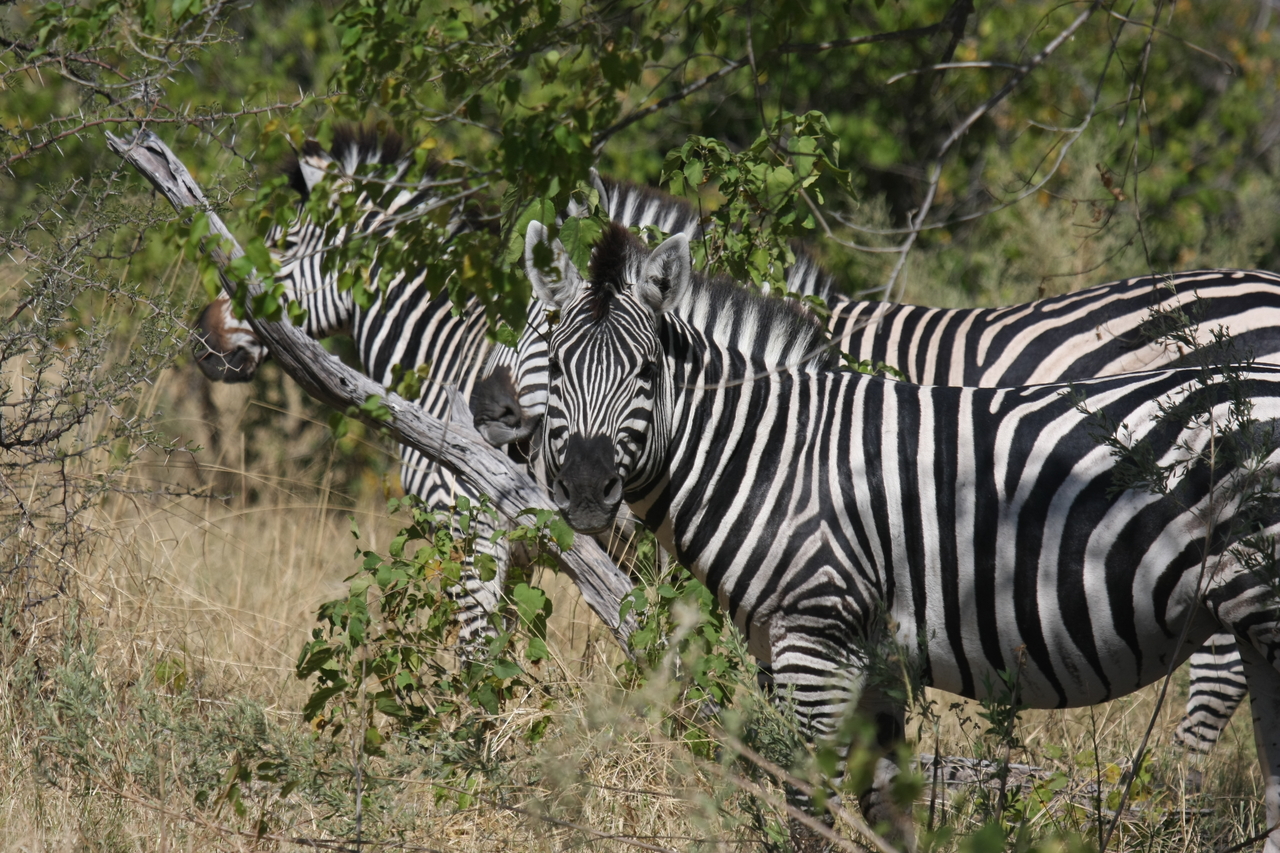 [24241] 2016_06_30_05_47_51_Africa_Canon_EOS_40D_IMG__00462.jpg