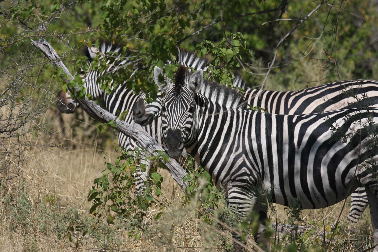 [24246] 2016_06_30_05_47_51_Africa_Canon_EOS_40D_IMG__04190.jpg