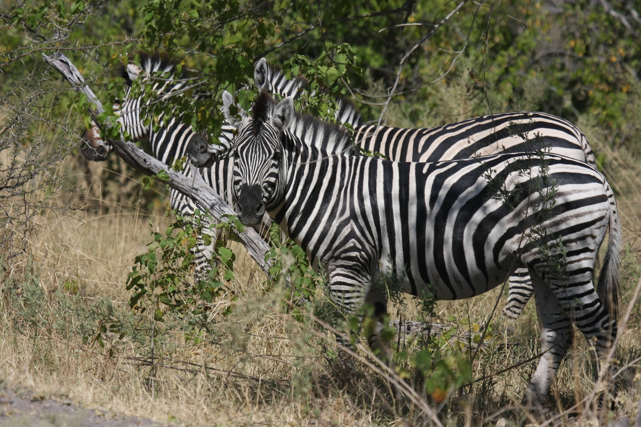 [24251] 2016_06_30_05_47_54_Africa_Canon_EOS_40D_IMG__00466.jpg