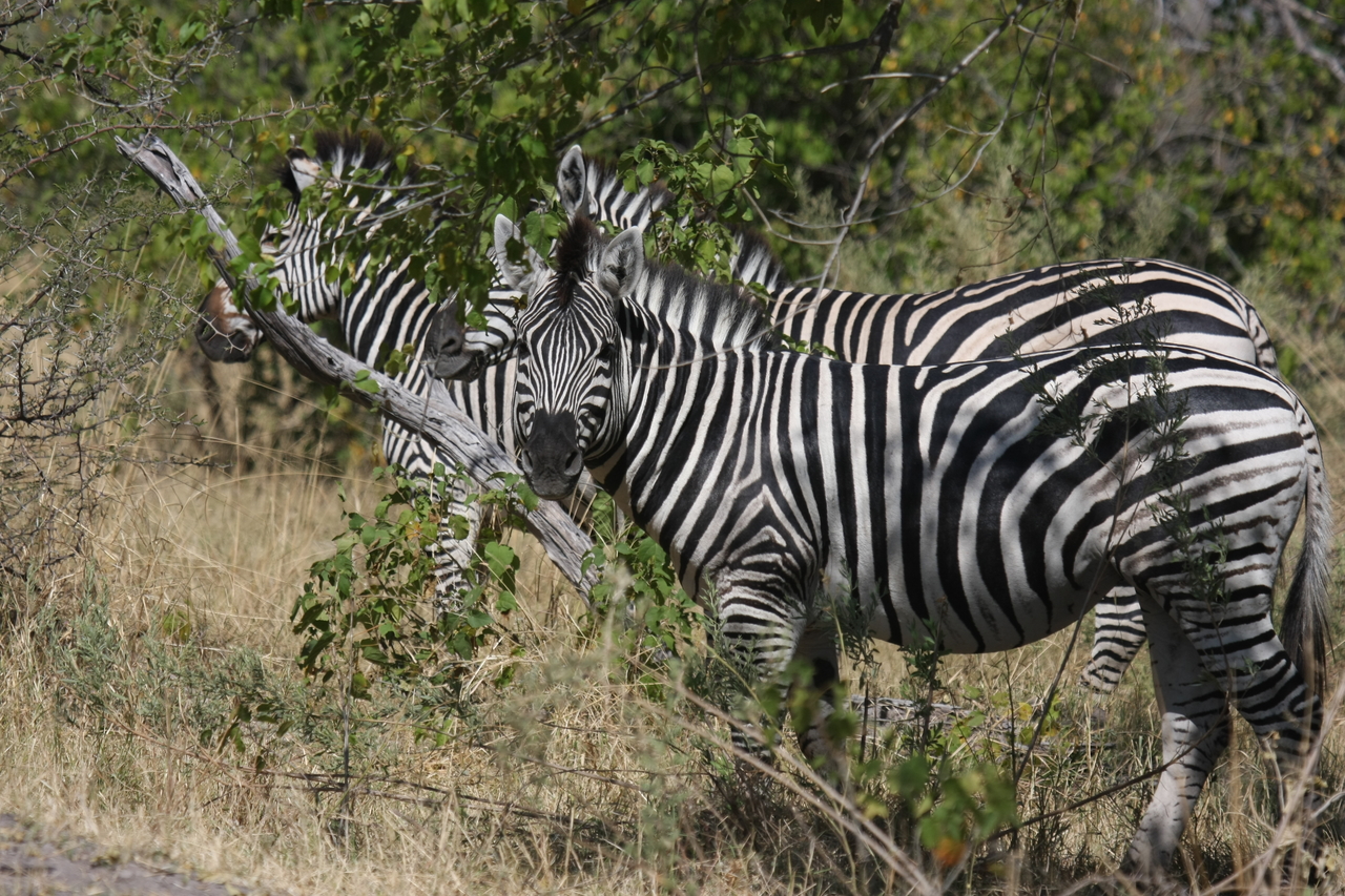 [24254] 2016_06_30_05_47_54_Africa_Canon_EOS_40D_IMG__11638.jpg