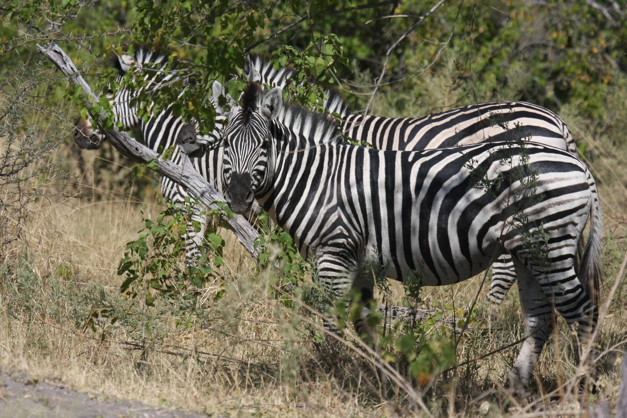 [24258] 2016_06_30_05_47_55_Africa_Canon_EOS_40D_IMG__04193.jpg