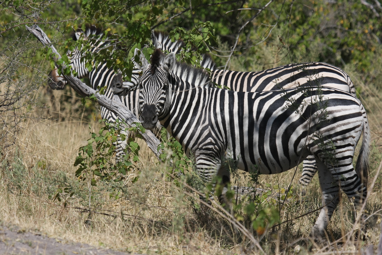 [24269] 2016_06_30_05_47_57_Africa_Canon_EOS_40D_IMG__11644.jpg