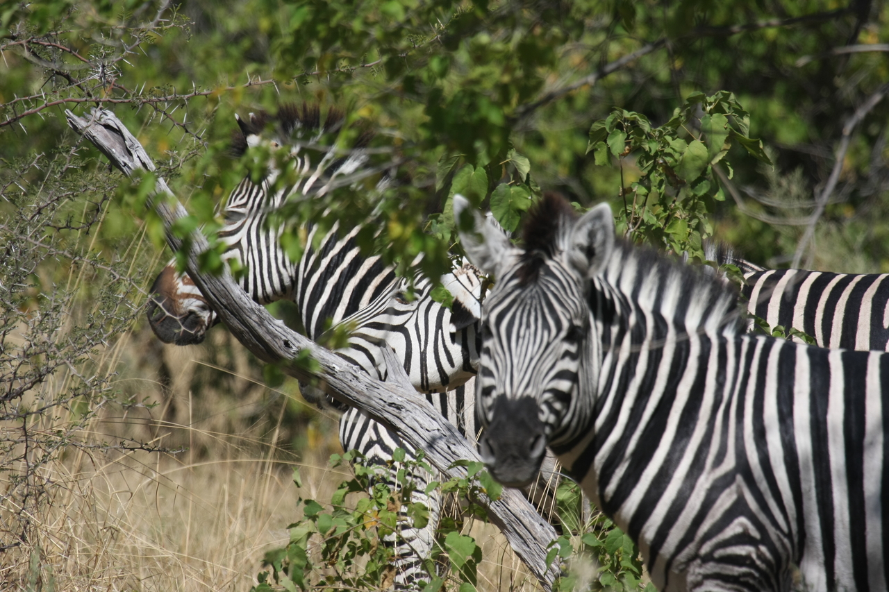 [24274] 2016_06_30_05_48_03_Africa_Canon_EOS_40D_IMG__04199.jpg