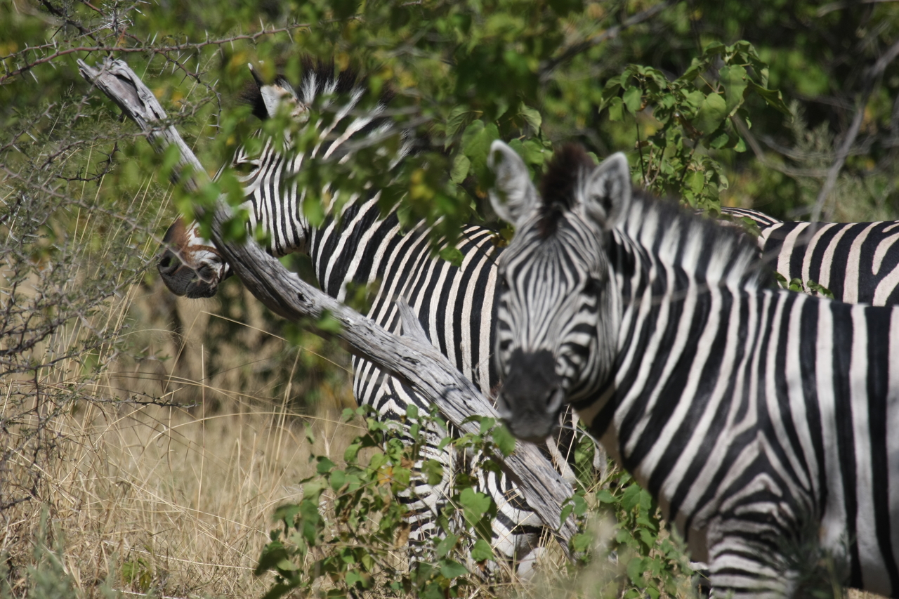 [24285] 2016_06_30_05_48_05_Africa_Canon_EOS_40D_IMG__04203.jpg