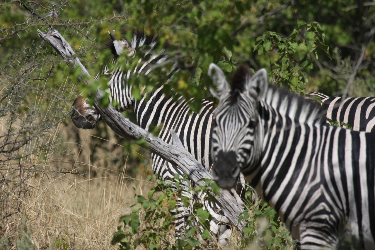[24288] 2016_06_30_05_48_05_Africa_Canon_EOS_40D_IMG__11651.jpg