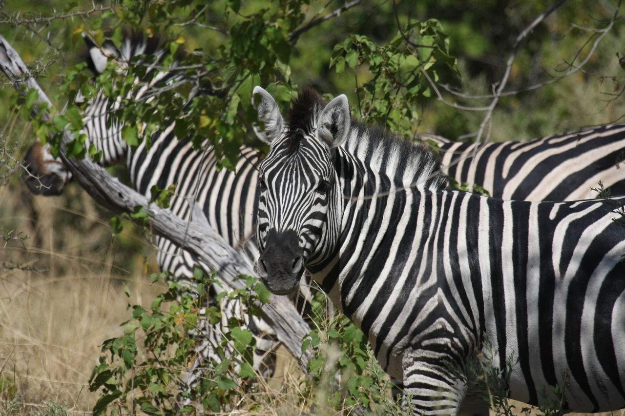 [24292] 2016_06_30_05_48_07_Africa_Canon_EOS_40D_IMG__04205.jpg