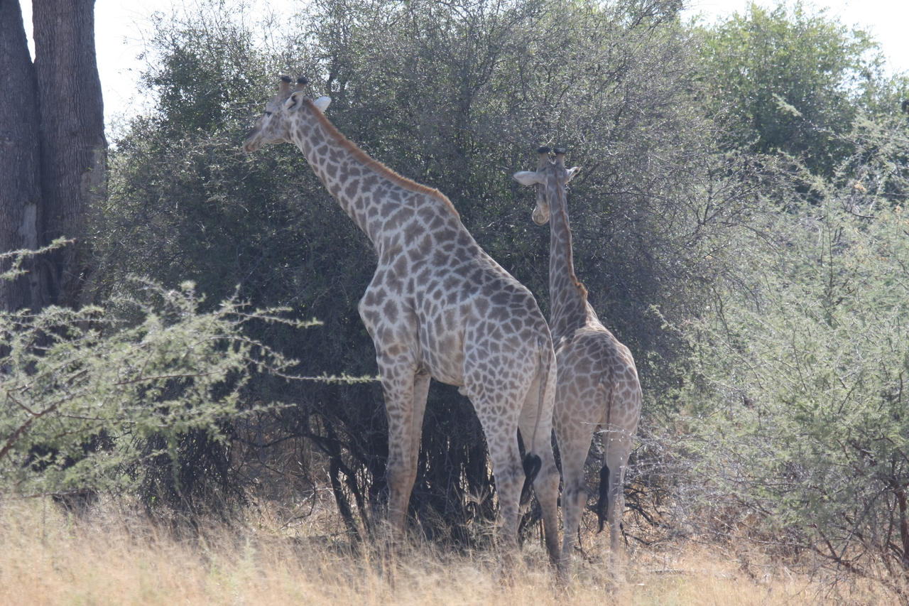 [24301] 2016_06_30_05_48_18_Africa_Canon_EOS_40D_IMG__04210.jpg