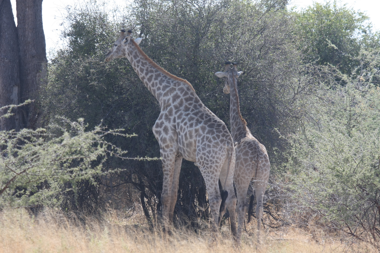 [24302] 2016_06_30_05_48_18_Africa_Canon_EOS_40D_IMG__11656.jpg