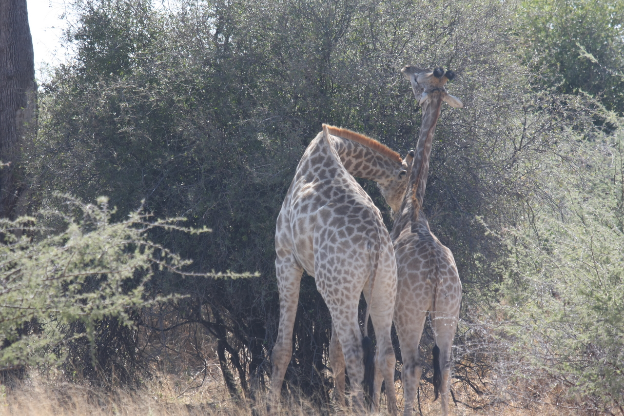 [24308] 2016_06_30_05_48_21_Africa_Canon_EOS_40D_IMG__11658.jpg