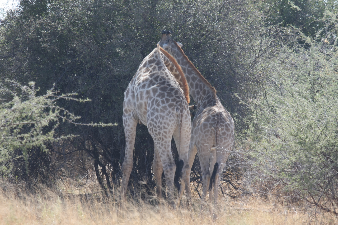 [24316] 2016_06_30_05_48_26_Africa_Canon_EOS_40D_IMG__04214.jpg