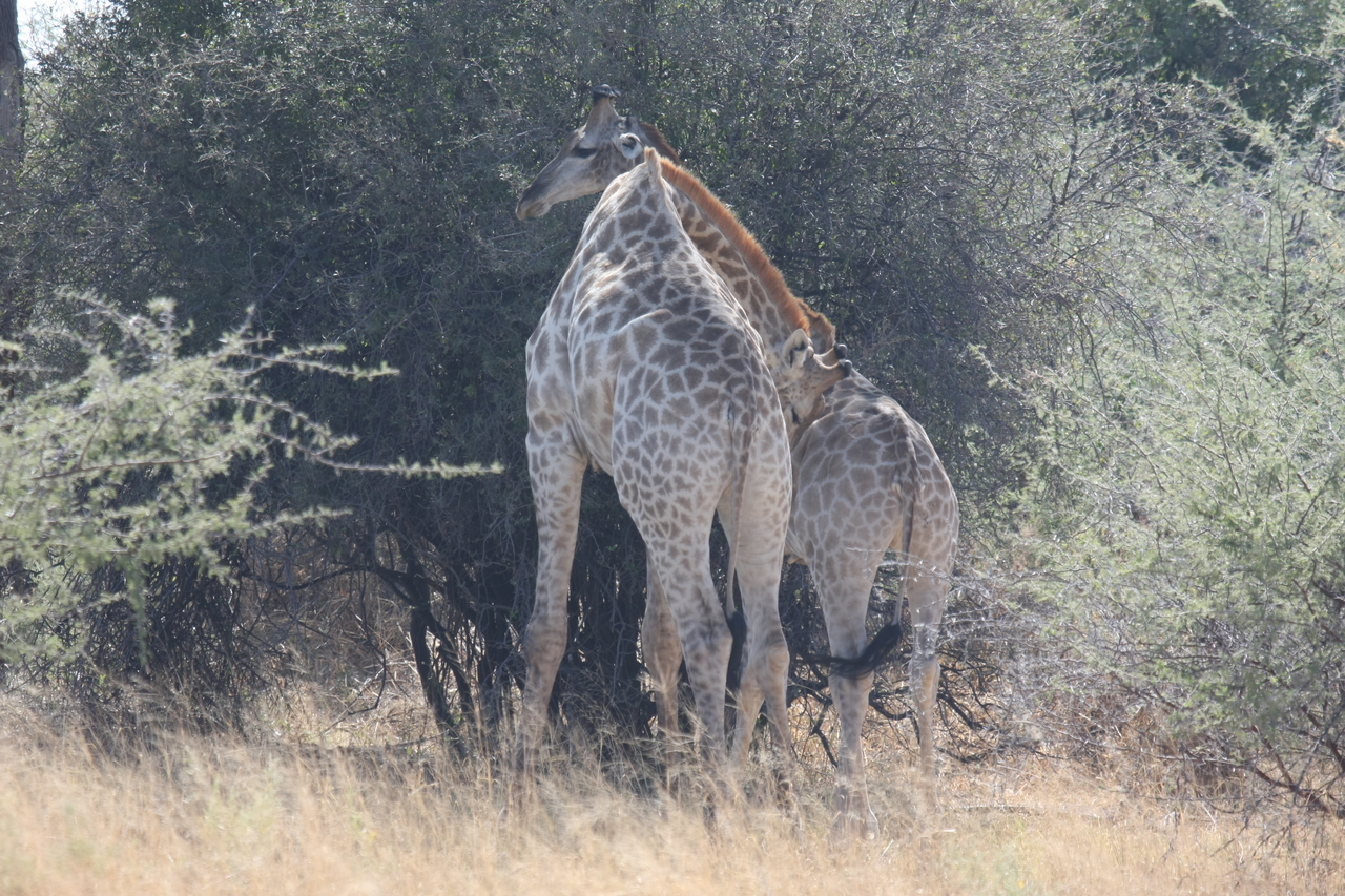[24318] 2016_06_30_05_48_26_Africa_Canon_EOS_40D_IMG__04216.jpg