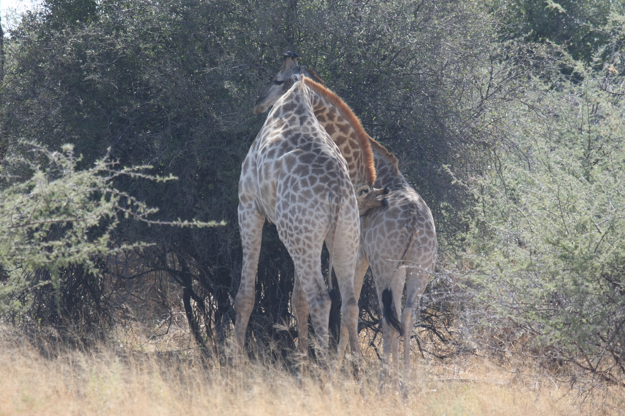 [24320] 2016_06_30_05_48_26_Africa_Canon_EOS_40D_IMG__11662.jpg