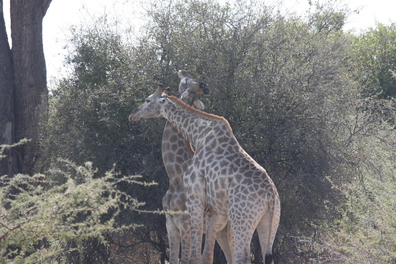 [24335] 2016_06_30_05_48_34_Africa_Canon_EOS_40D_IMG__11668.jpg