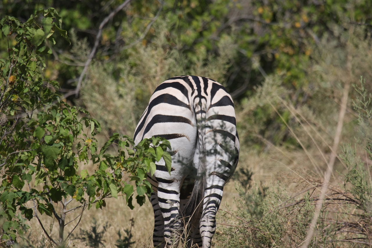 [24341] 2016_06_30_05_48_53_Africa_Canon_EOS_40D_IMG__00499.jpg