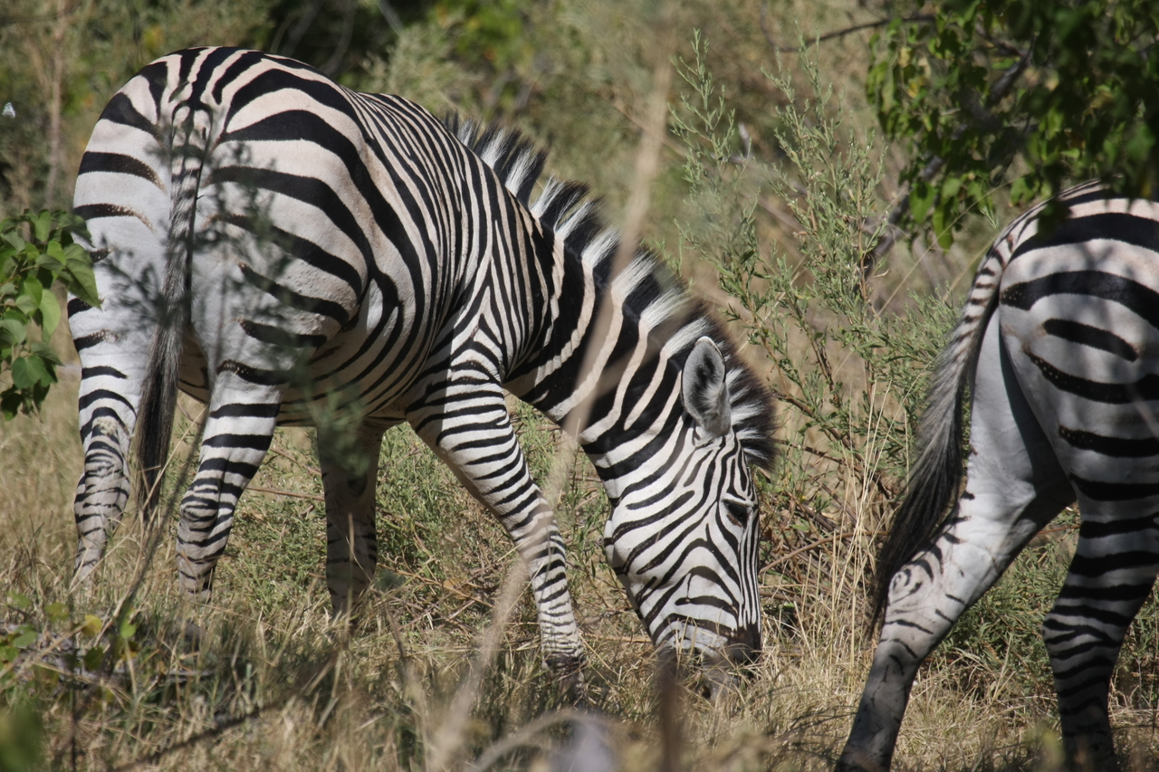 [24350] 2016_06_30_05_48_55_Africa_Canon_EOS_40D_IMG__04227.jpg