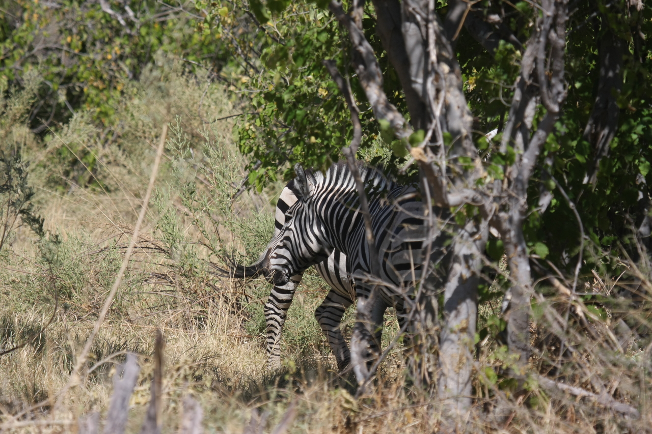 [24353] 2016_06_30_05_49_01_Africa_Canon_EOS_40D_IMG__04229.jpg