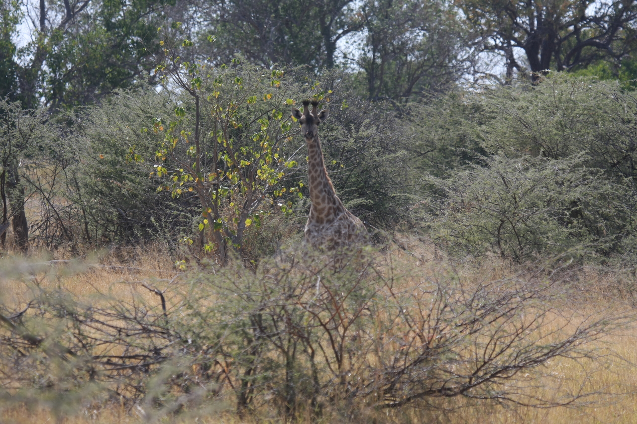 [24356] 2016_06_30_05_50_58_Africa_Canon_EOS_40D_IMG__00505.jpg