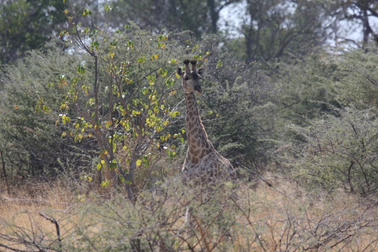 [24364] 2016_06_30_05_51_06_Africa_Canon_EOS_40D_IMG__00507.jpg