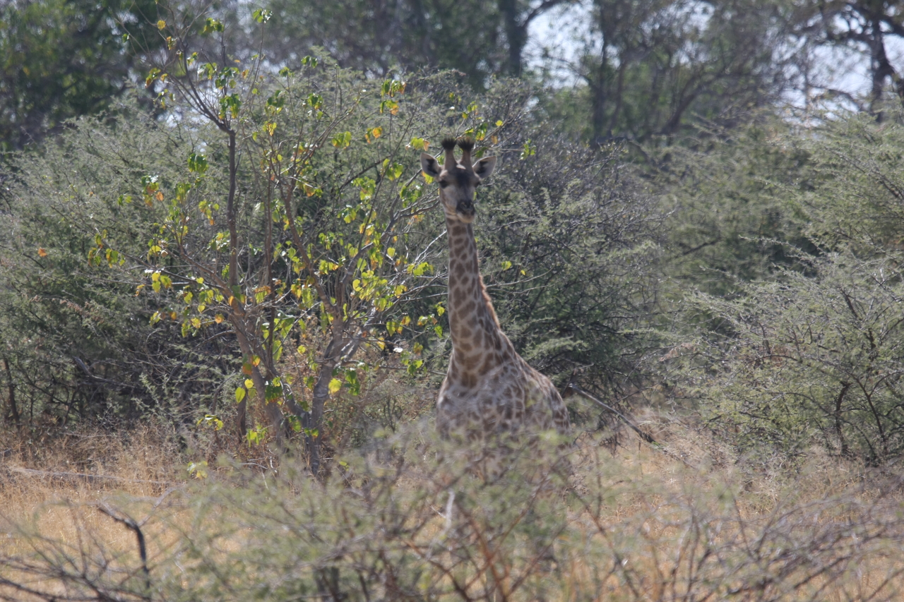 [24369] 2016_06_30_05_51_06_Africa_Canon_EOS_40D_IMG__04235.jpg