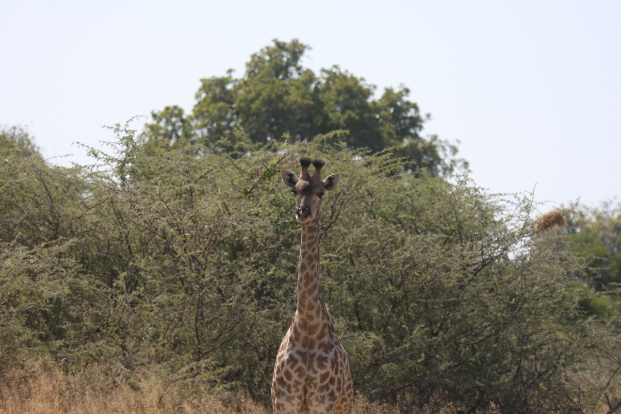 [24375] 2016_06_30_05_51_49_Africa_Canon_EOS_40D_IMG__11683.jpg