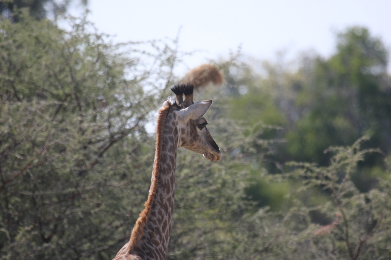 [24378] 2016_06_30_05_52_08_Africa_Canon_EOS_40D_IMG__00514.jpg