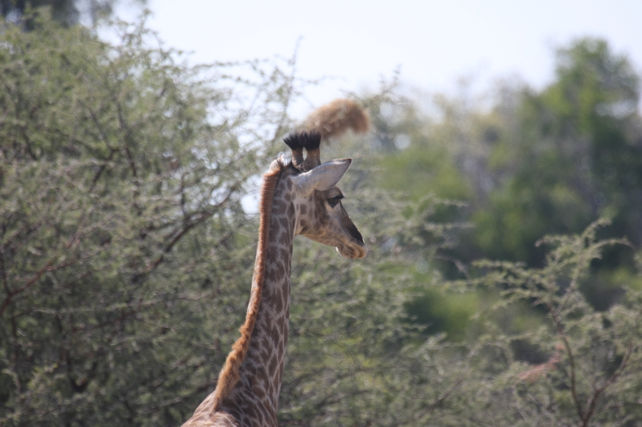 [24385] 2016_06_30_05_52_09_Africa_Canon_EOS_40D_IMG__00515.jpg
