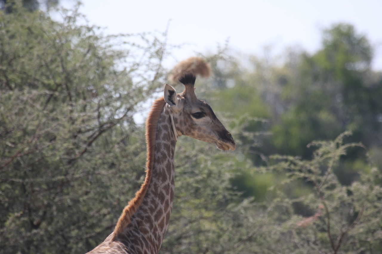 [24389] 2016_06_30_05_52_16_Africa_Canon_EOS_40D_IMG__00517.jpg