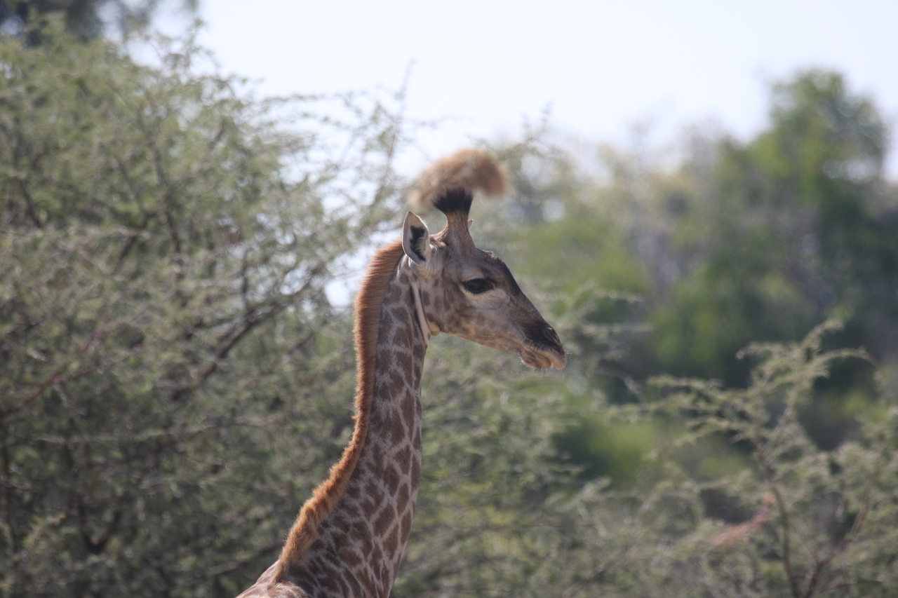 [24392] 2016_06_30_05_52_16_Africa_Canon_EOS_40D_IMG__11689.jpg