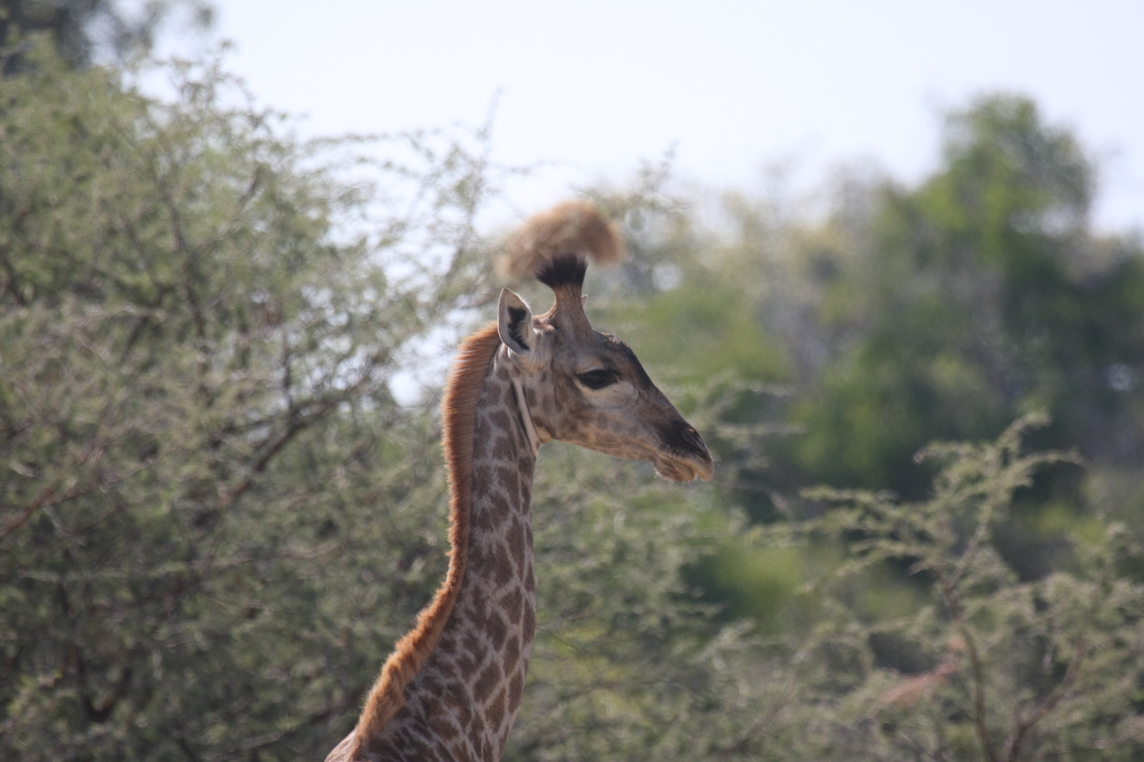 [24395] 2016_06_30_05_52_30_Africa_Canon_EOS_40D_IMG__00519.jpg