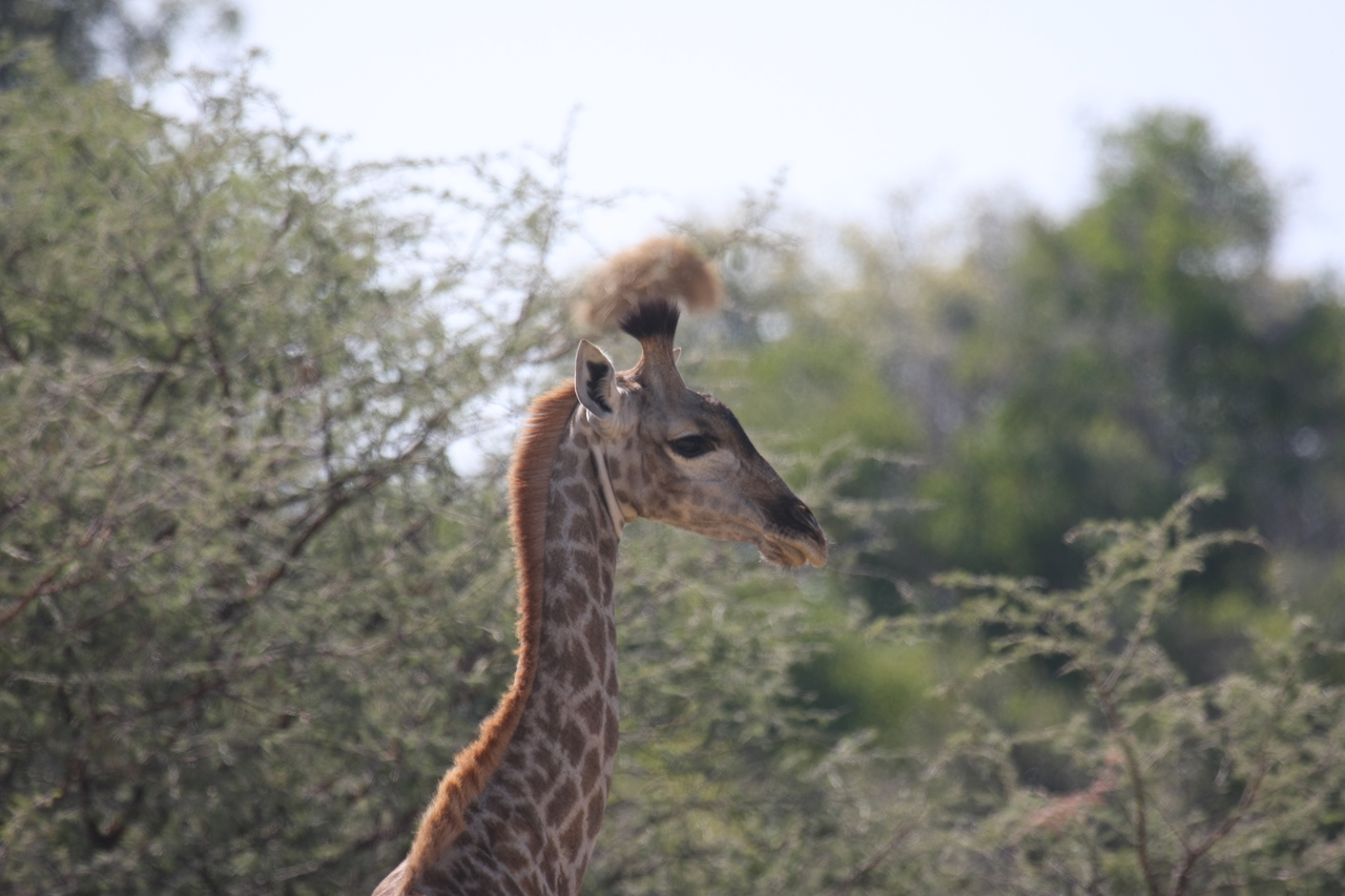 [24396] 2016_06_30_05_52_30_Africa_Canon_EOS_40D_IMG__00520.jpg