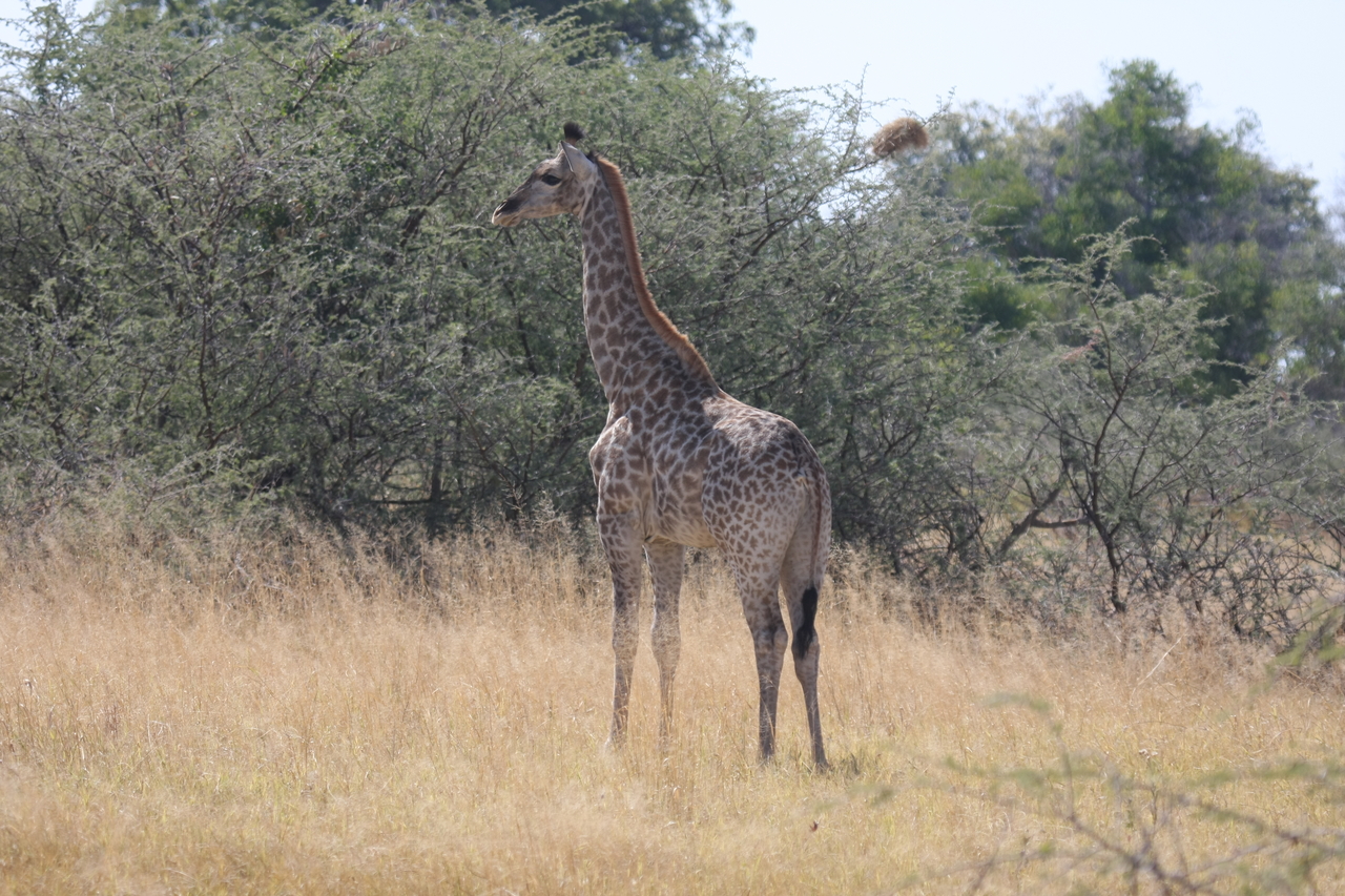 [24406] 2016_06_30_05_53_30_Africa_Canon_EOS_40D_IMG__00522.jpg