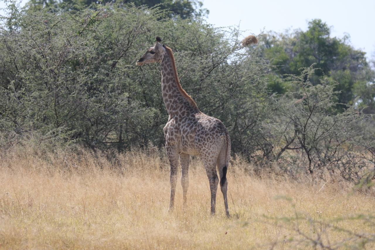 [24411] 2016_06_30_05_53_30_Africa_Canon_EOS_40D_IMG__11696.jpg