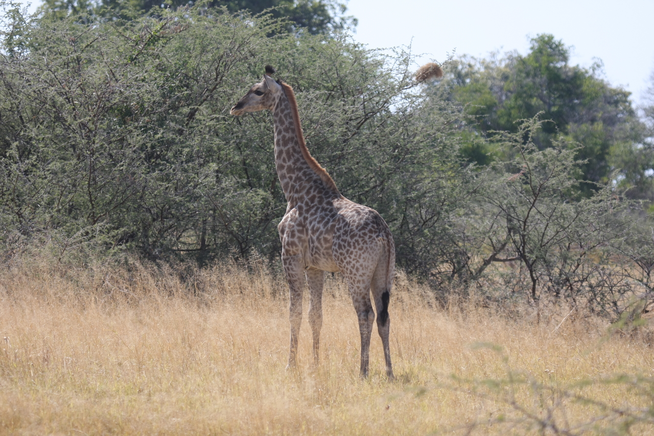 [24414] 2016_06_30_05_53_33_Africa_Canon_EOS_40D_IMG__04251.jpg