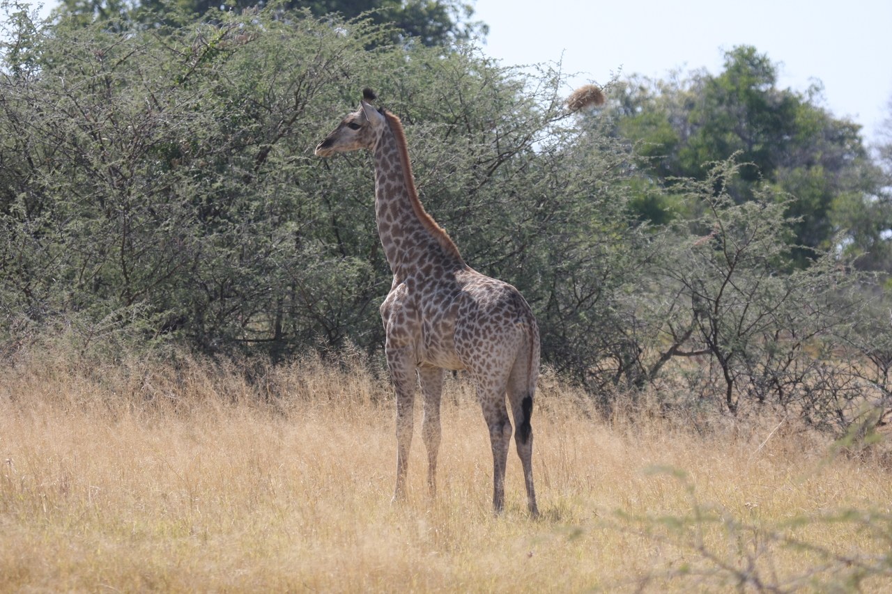 [24415] 2016_06_30_05_53_33_Africa_Canon_EOS_40D_IMG__04252.jpg
