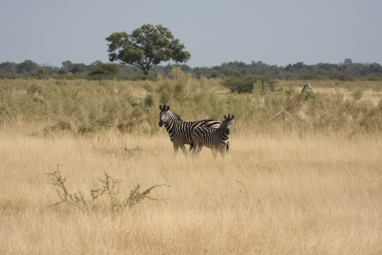 [24422] 2016_06_30_06_05_02_Africa_Canon_EOS_40D_IMG__04254.jpg