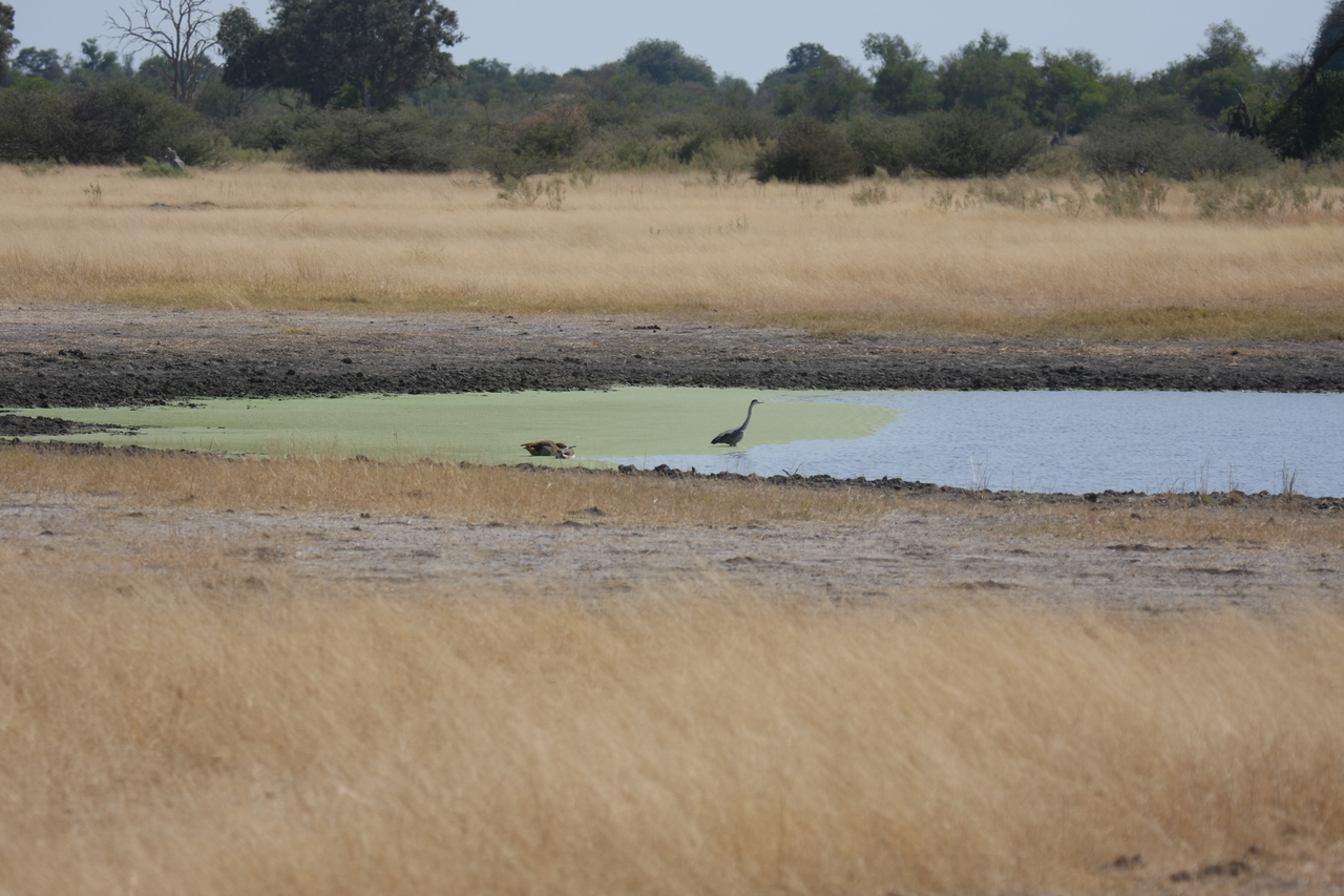 [24427] 2016_06_30_06_05_15_Africa_Canon_EOS_40D_IMG__00530.jpg