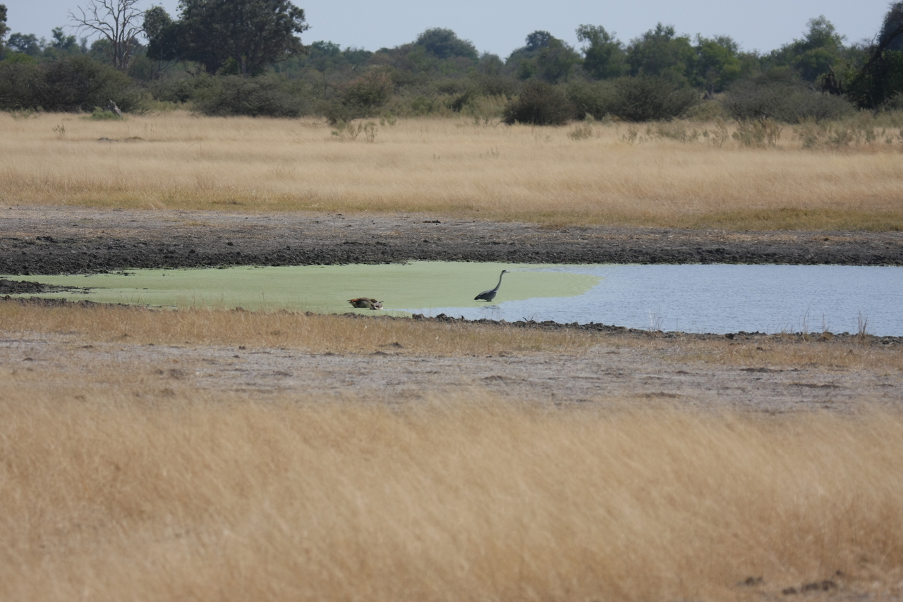 [24430] 2016_06_30_06_05_15_Africa_Canon_EOS_40D_IMG__04257.jpg