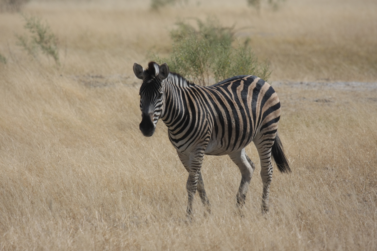 [24441] 2016_06_30_06_05_22_Africa_Canon_EOS_40D_IMG__11707.jpg