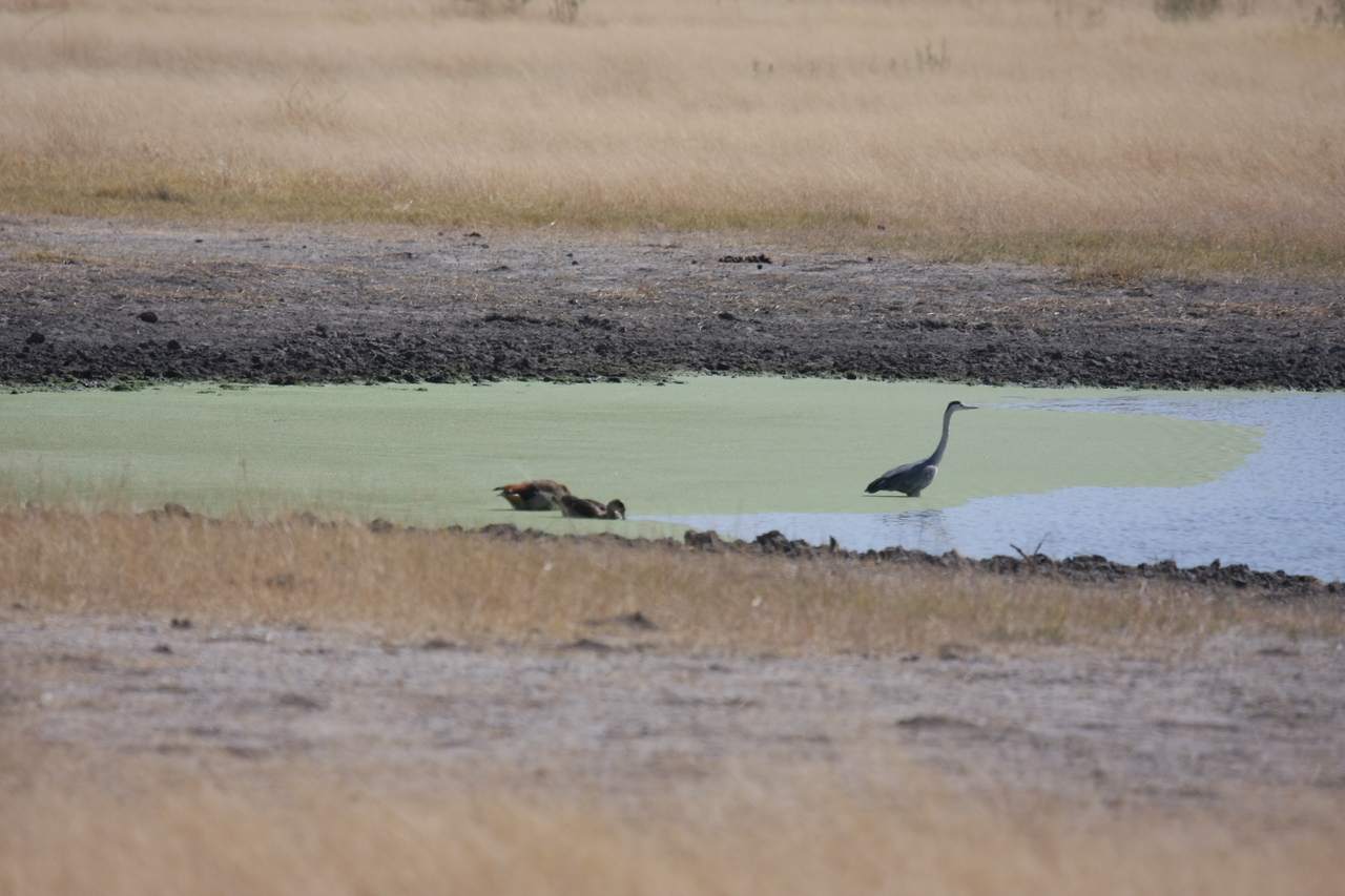 [24442] 2016_06_30_06_05_31_Africa_Canon_EOS_40D_IMG__00536.jpg