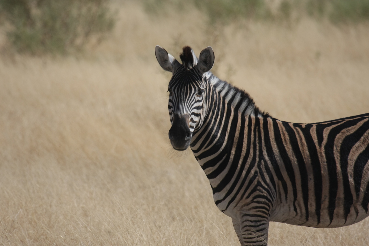 [24458] 2016_06_30_06_05_52_Africa_Canon_EOS_40D_IMG__11713.jpg