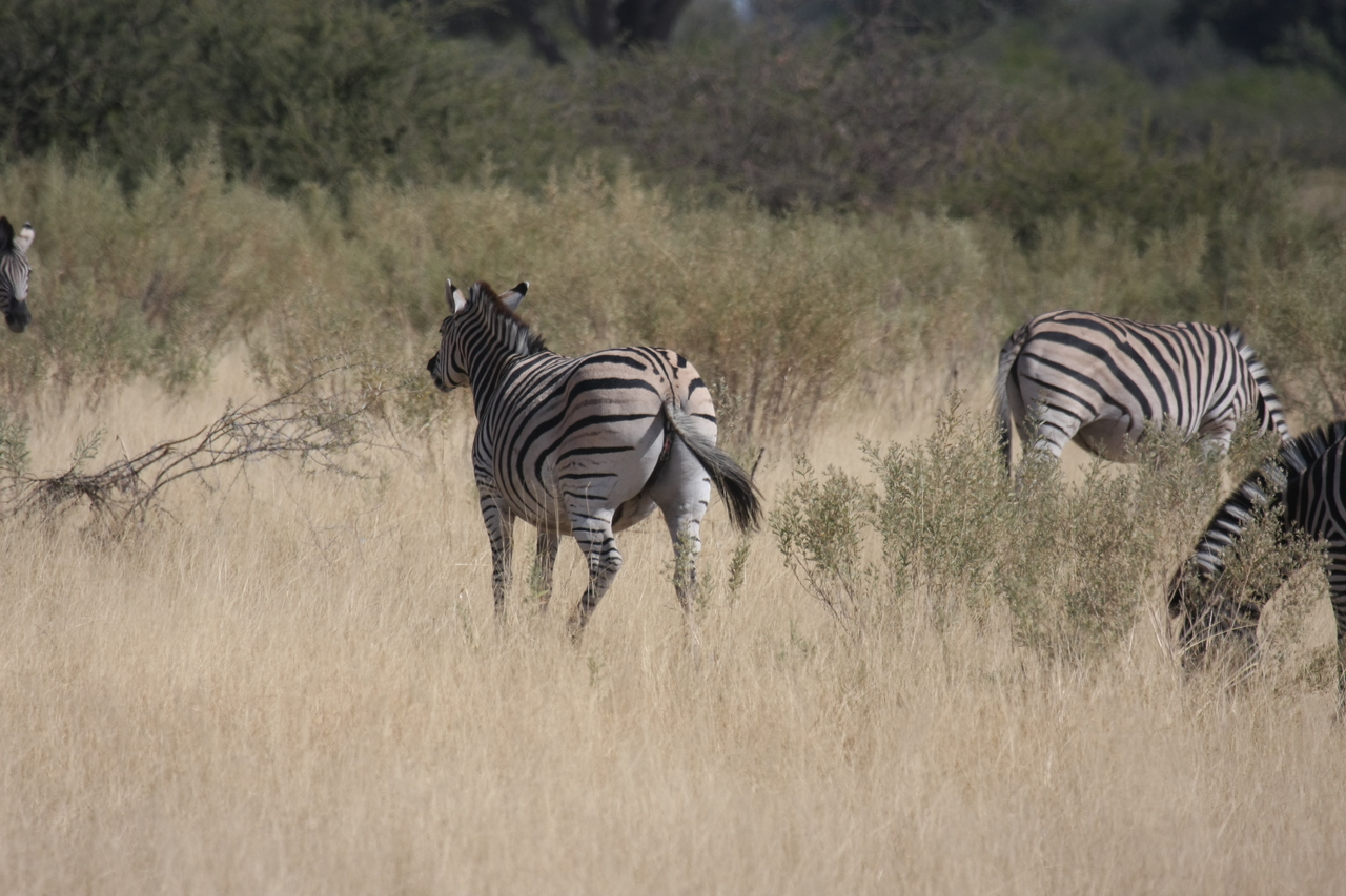[24463] 2016_06_30_06_06_02_Africa_Canon_EOS_40D_IMG__04268.jpg