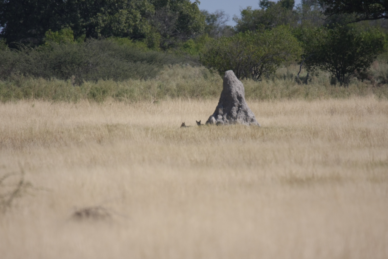 [24517] 2016_06_30_06_22_30_Africa_Canon_EOS_40D_IMG__04276.jpg