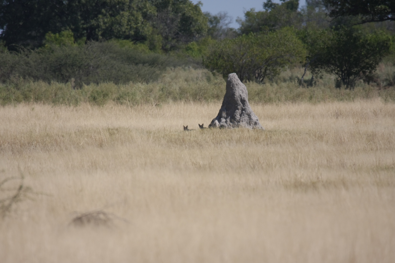 [24518] 2016_06_30_06_22_30_Africa_Canon_EOS_40D_IMG__04277.jpg