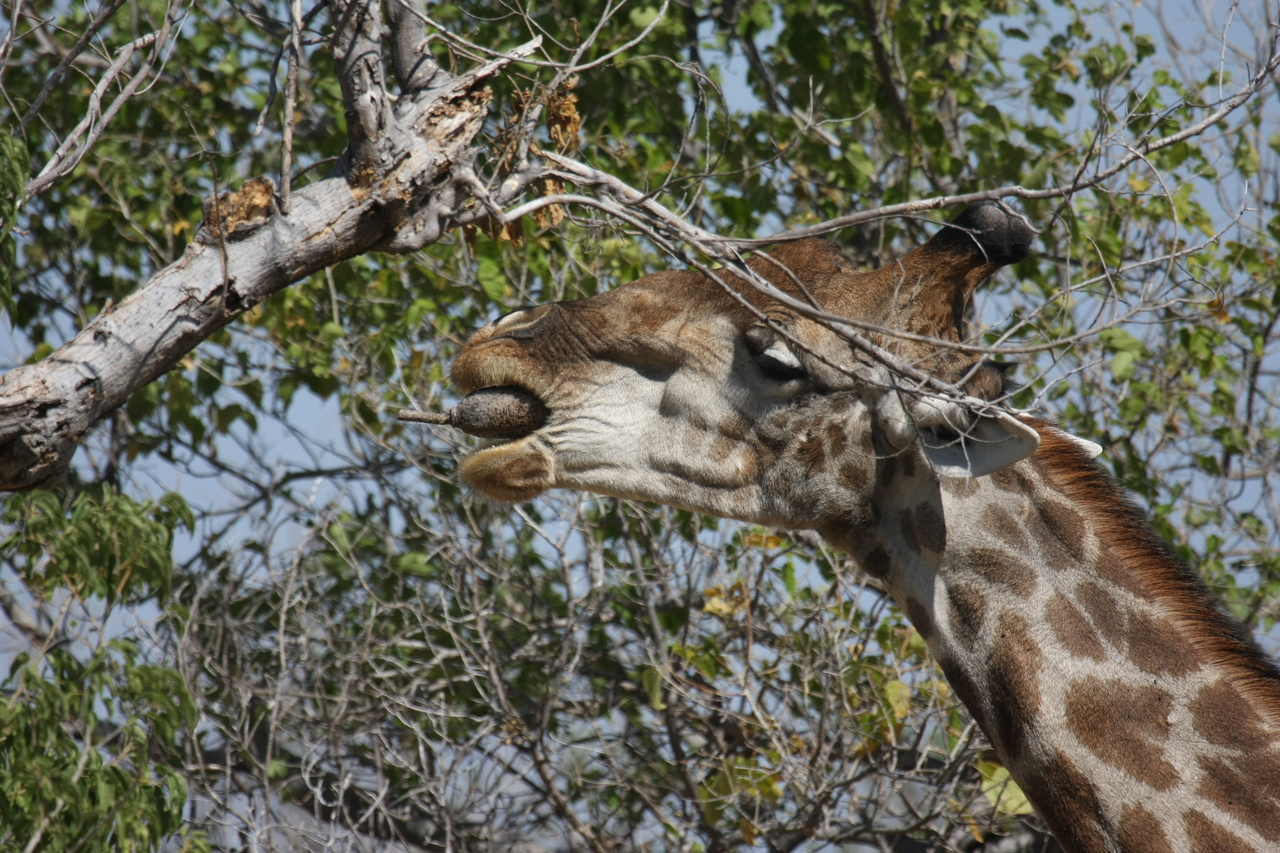 [24525] 2016_06_30_06_29_40_Africa_Canon_EOS_40D_IMG__04279.jpg